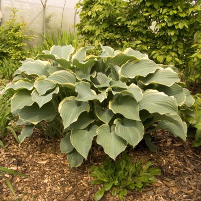 Hosta 'Regal Splendor'